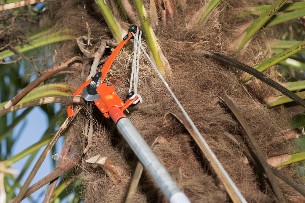 Pruning_Height_APPL21.png