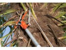 Pruning_Height_APPL21.png